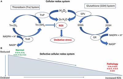 Emerging Evidence Highlighting the Importance of Redox Dysregulation in the Pathogenesis of Amyotrophic Lateral Sclerosis (ALS)